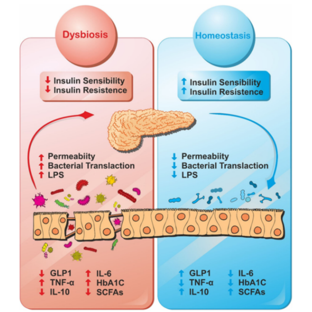 Probiotics Applications in Type 2 Diabetes Treatment - FUTURE BIOMED ...