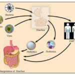 Probiotics Applications in Diarrhea Treatment